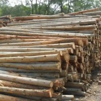 大量供应桉木原木上万吨，长度2.6米，直径10-30公分左右，也有30公分以上的，可按要求砍伐！