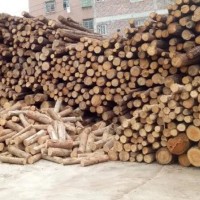 本厂销售长度2.6米的桉木原木