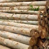 出售桉木原木，长度2.6米