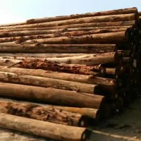 长期销售桉木原木，统货740元一吨