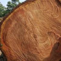 本厂出售椿木原木，直径20厘米起