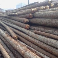 出售柳杉原木，长度2米-4米