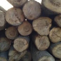 本厂出售大量杨木原木，长度可定