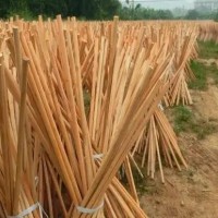 广西地区有桉木棒出售，干湿都有