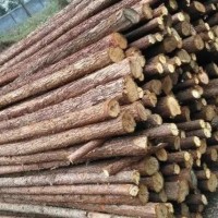 长期销售杨木，松木绿化杆，长1.3-2.6米