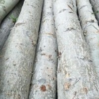 长期出售长度3-4米的下房白杨木