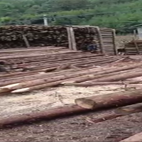 四川雅安出售河道桩木，檩条，绿化杆