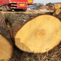 四川广元大量出售柏木，直径14公分起  长2.4米-2.6，木材好，价格廉价