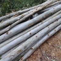 湖南郴州大量出售桉木
