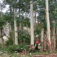 贵州大量供应桉木