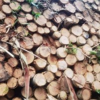 广西钦州大量供应桉木