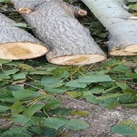 湖北省宜昌市当阳市有柏杨木材，规格1.3一2.6米原木，单风