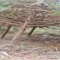 长期供应松木八公分2米长