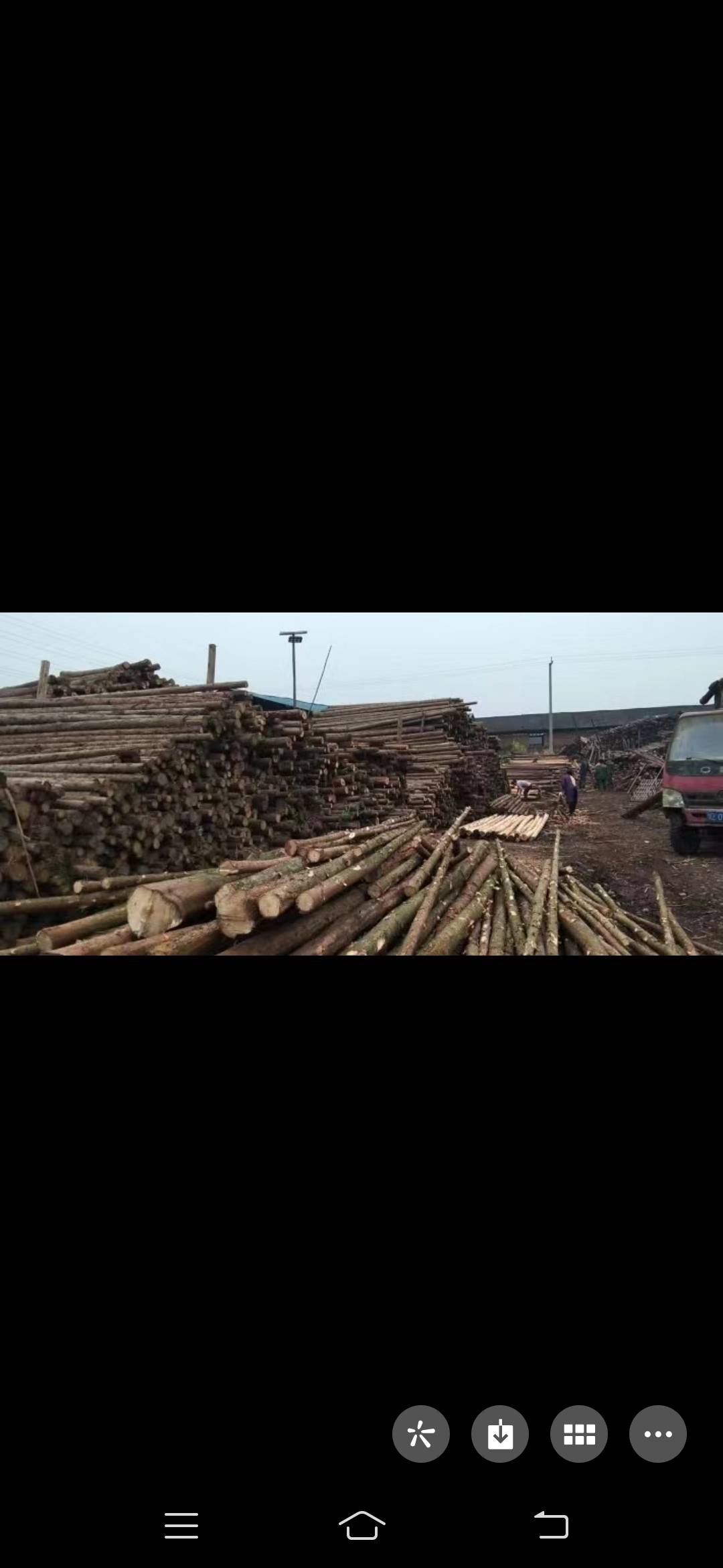 水杉木材大量供应