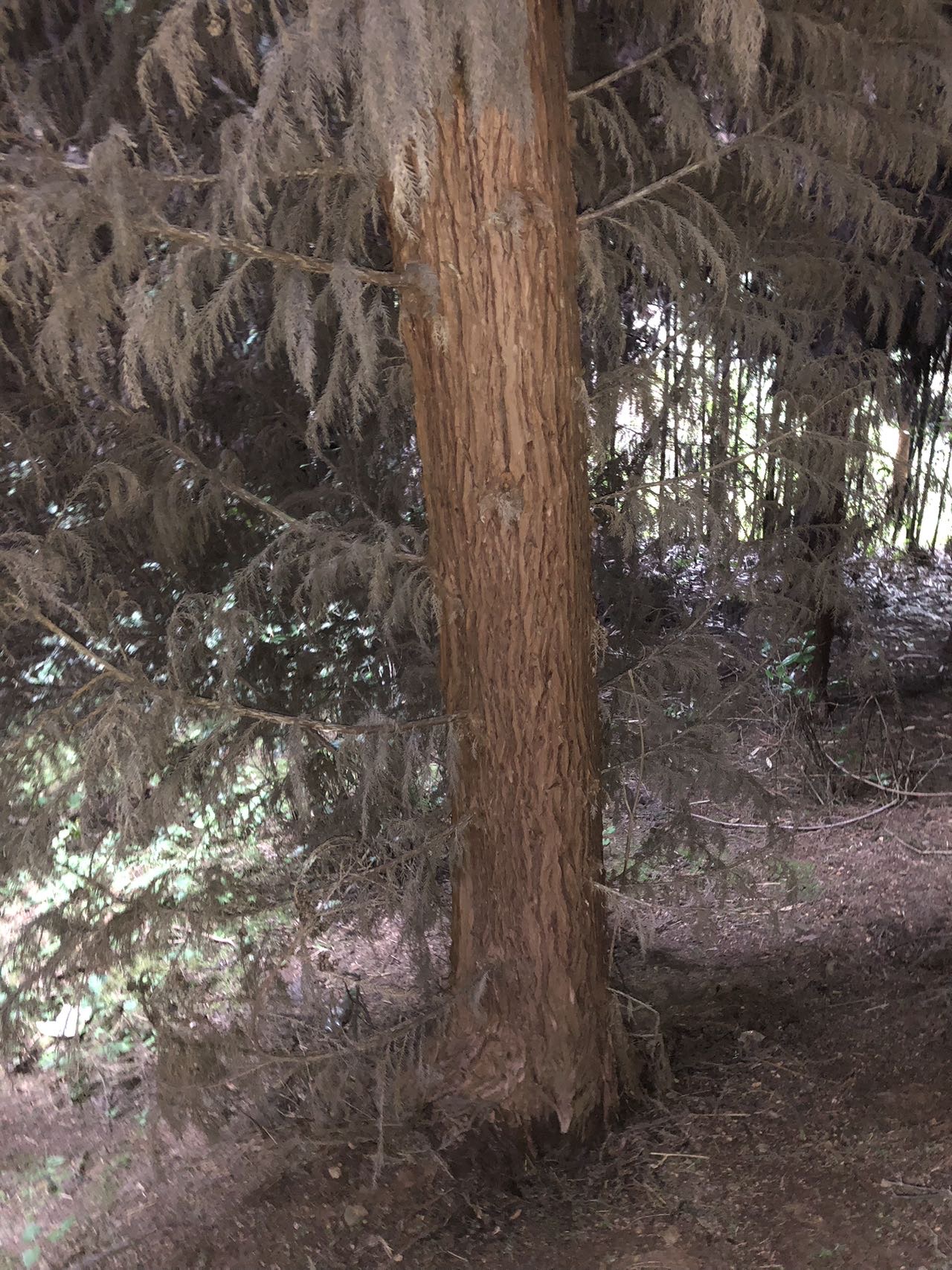 柳杉木柳杉树 4米10公分以上的