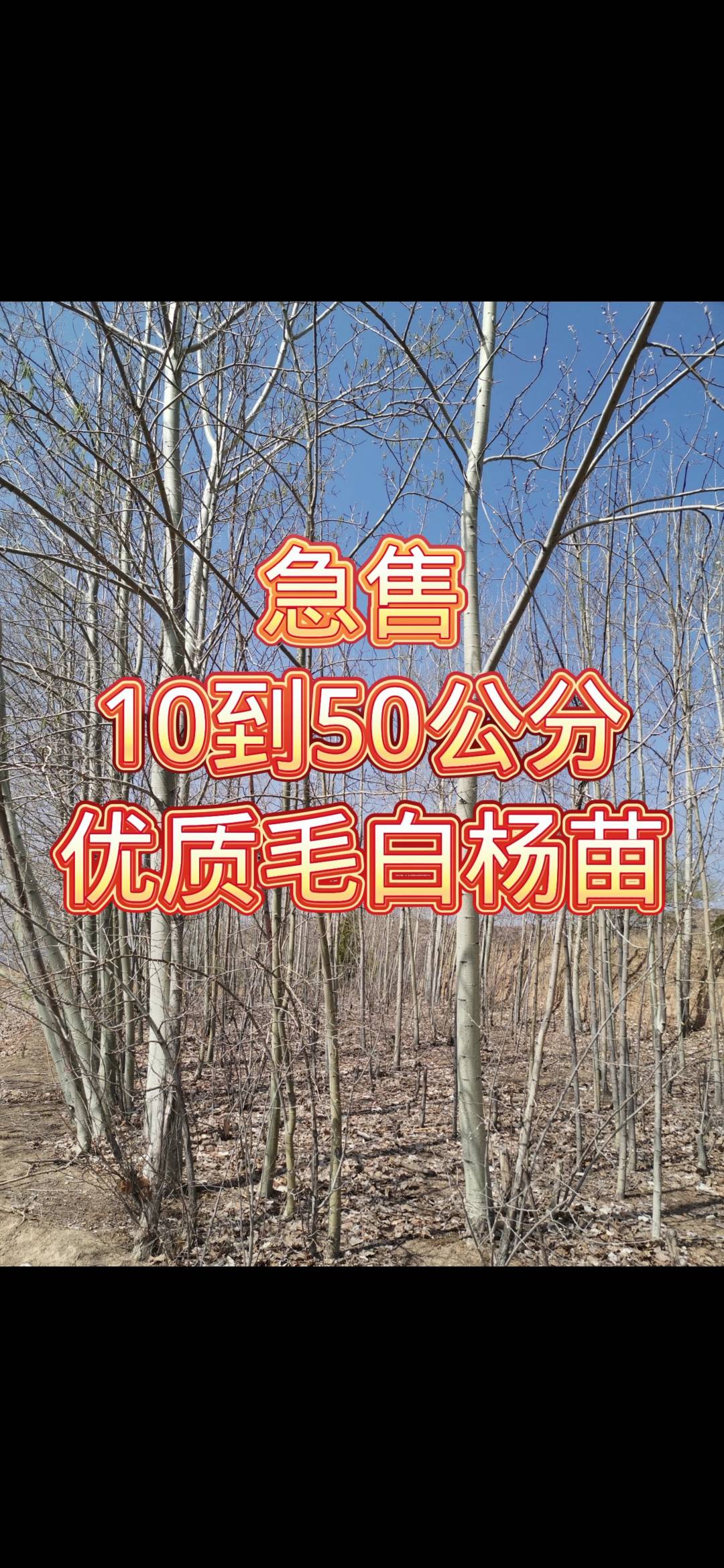 10-50公分毛白杨，山西长治