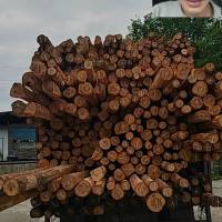 长期出售杉木4米至7米