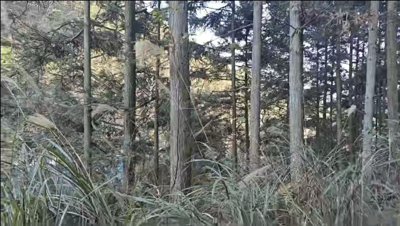贵州黔东南长期供应香杉木
